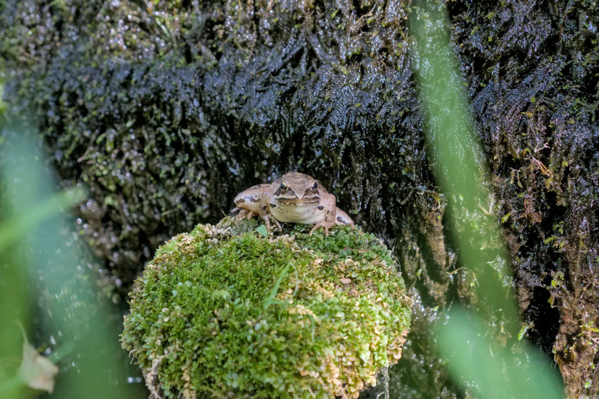 Une grenouille est assise sur un rocher moussu à l'ombre d'une forêt dans le parc national de Tara, Serbie.
