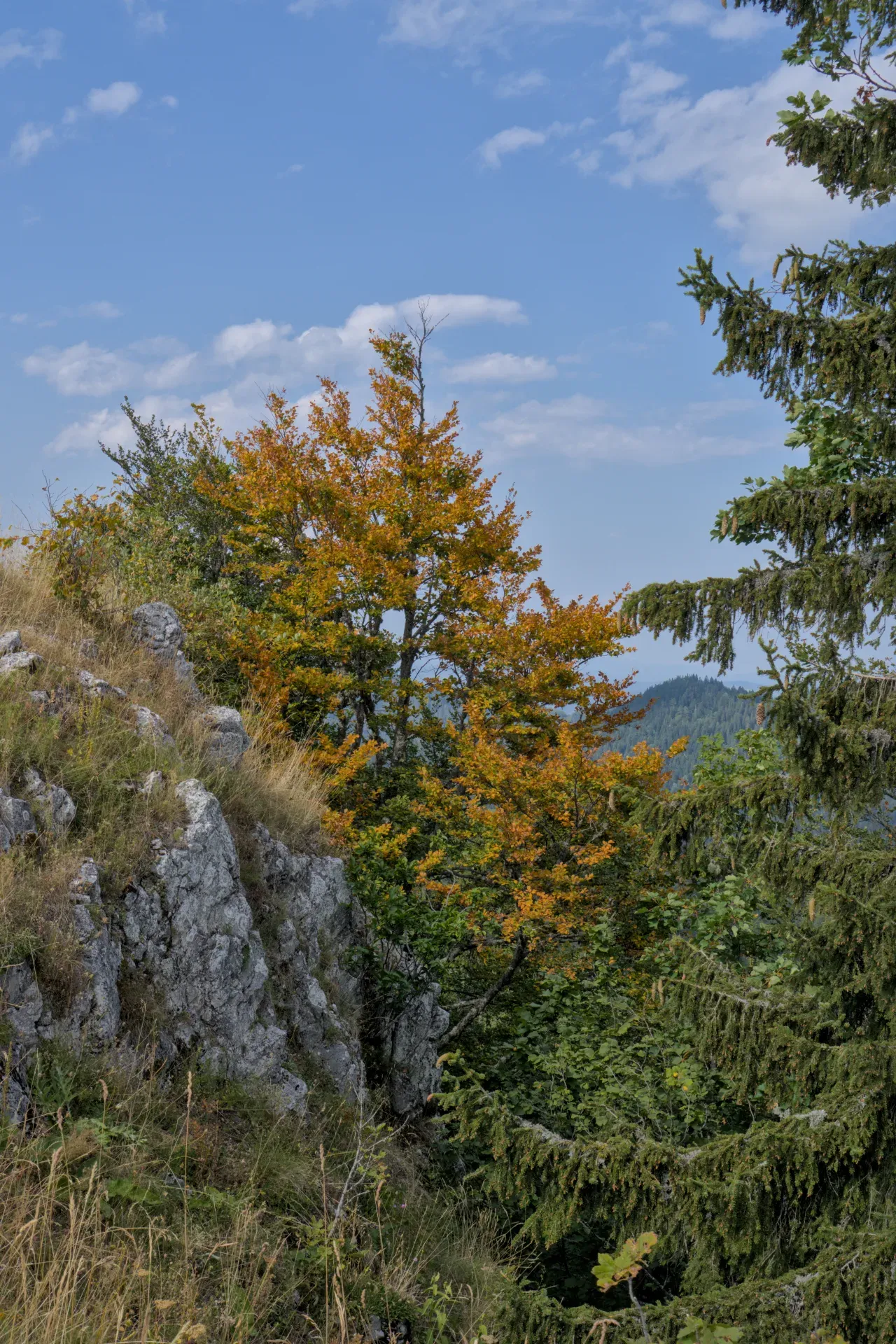 Ein Baum mit vergilbten Blättern steht auf dem Berg Yanach im Tara Nationalpark Serbien.