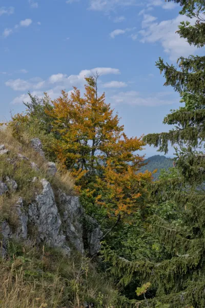 Un arbre aux feuilles jaunissantes se dresse sur le mont Yanach, dans le parc national de Tara en Serbie.