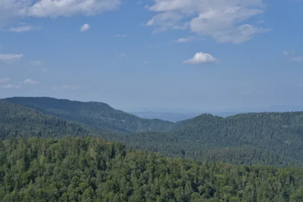 Pinos Pinece en las montañas alrededor del pico Janyac en el Parque Nacional Tara, Serbia.