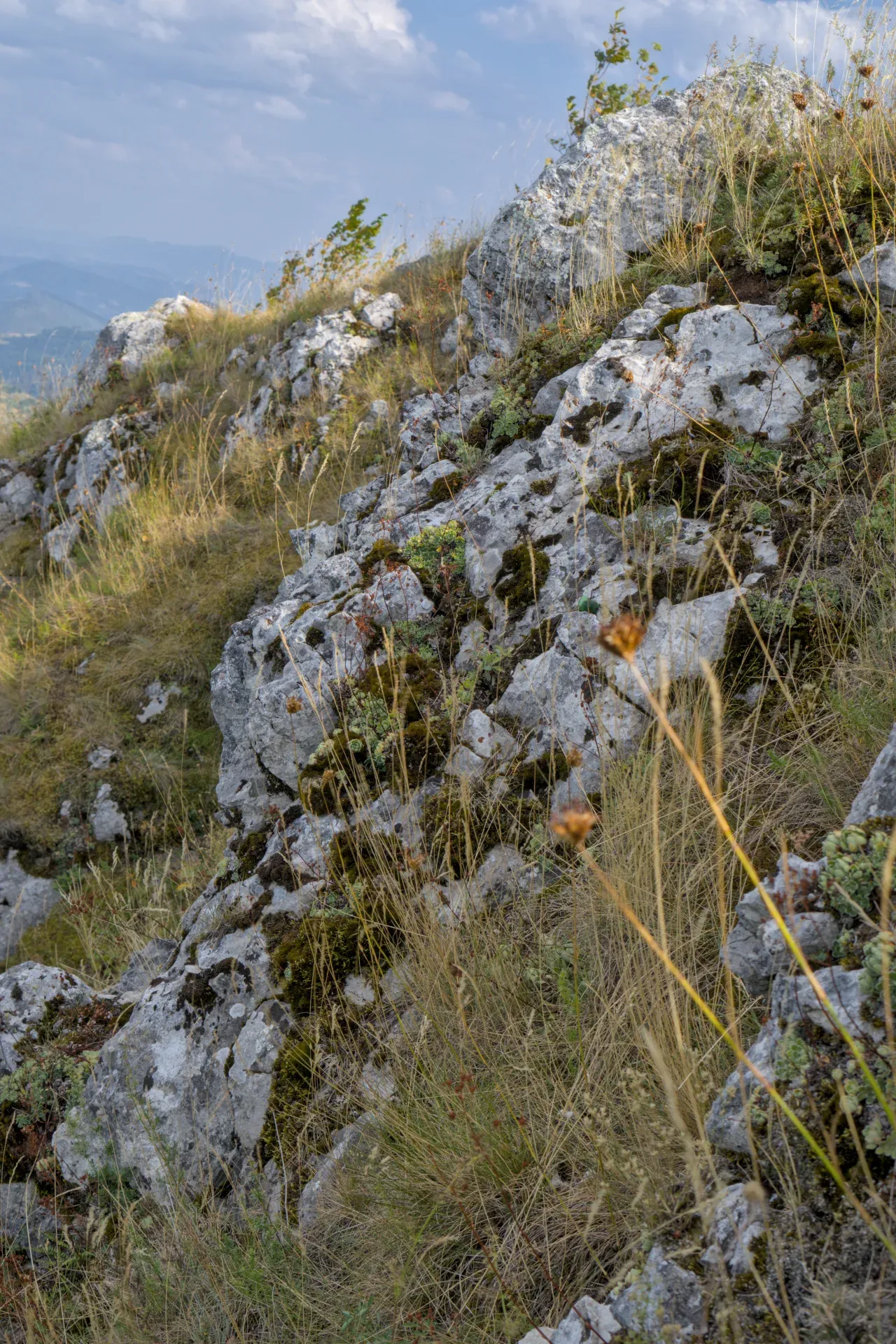 Planinski pejzaž na planini Janić, Srbija, vertikalni prikaz kamenitog terena sa suvom travom i mahovinom.