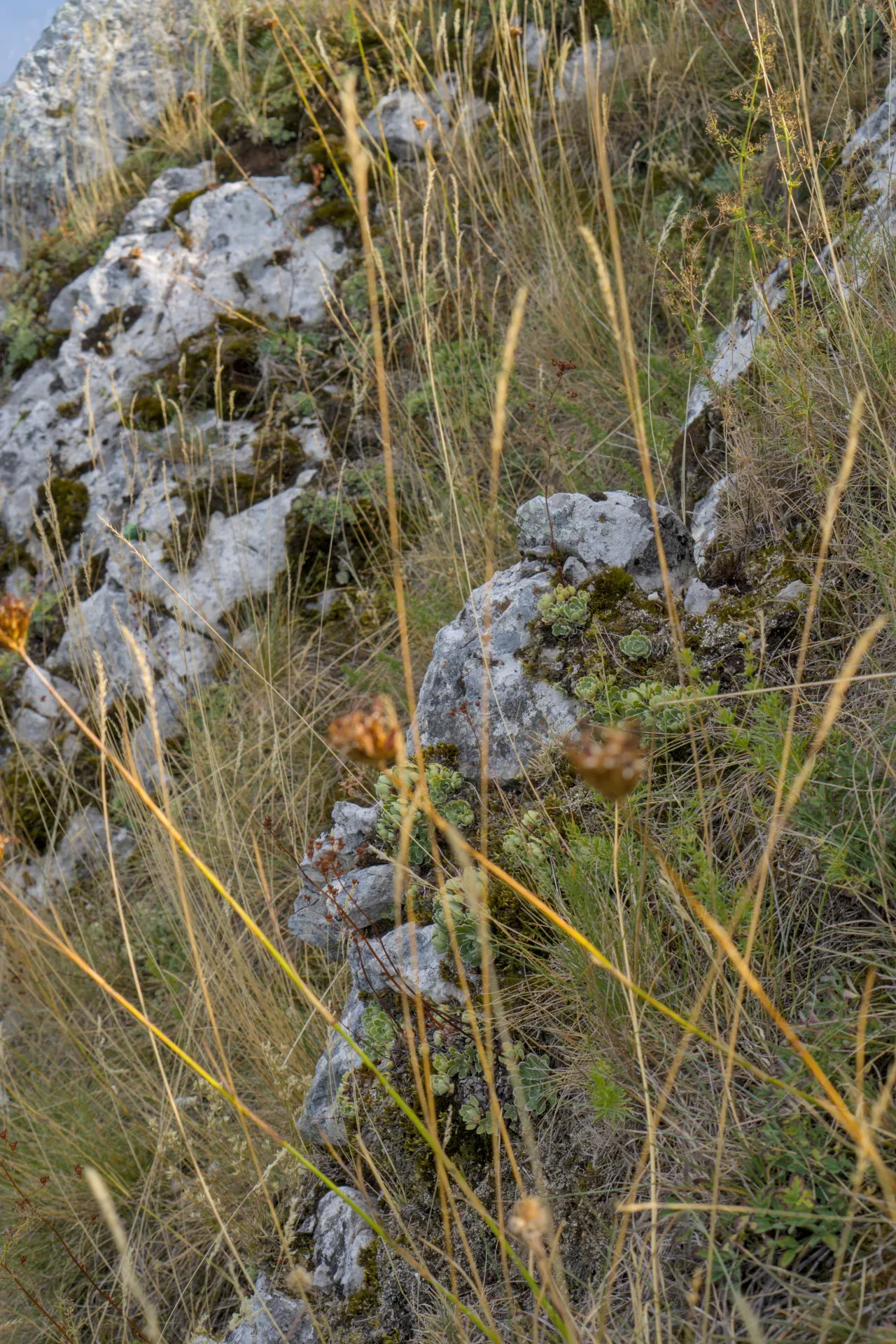 Una planta suculenta crece en terreno rocoso en la cumbre de Jastrebac, enmarcada por hierbas secas.