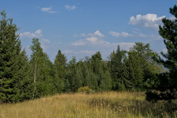 Eine mit gelbem Gras bedeckte Lichtung, umgeben von Fichten und Tannen, mit dem Berg Jastrebac in der Ferne.