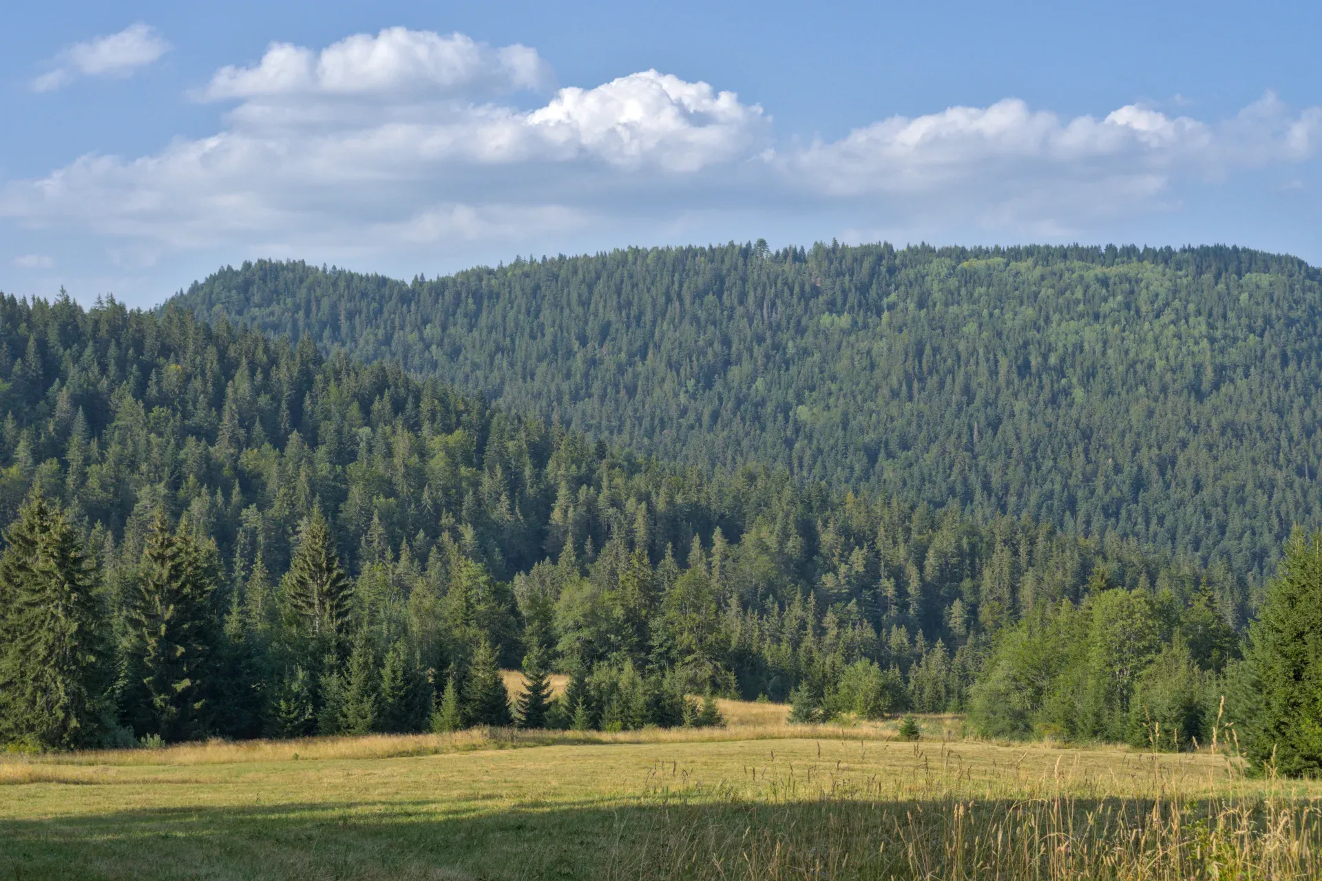 Panorama einer von Kiefernwäldern bedeckten Hügelkette über einer sonnenbeschienenen Wiese im Tara Nationalpark, Serbien.