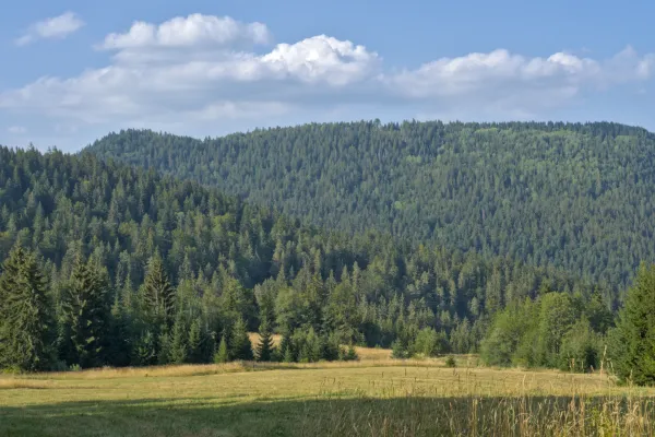 Panorama einer von Kiefernwäldern bedeckten Hügelkette über einer sonnenbeschienenen Wiese im Tara Nationalpark, Serbien.