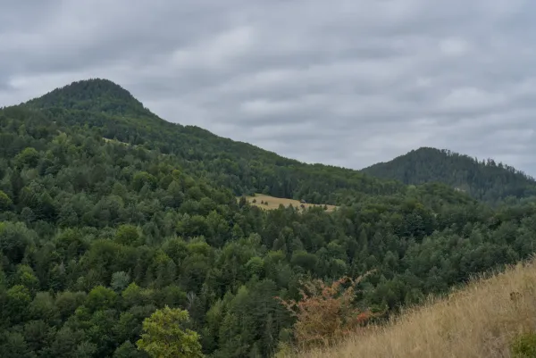 Vue depuis Ravna Stena dans le parc national de Tara, Serbie, surplombant des montagnes vertes et des pentes boisées.