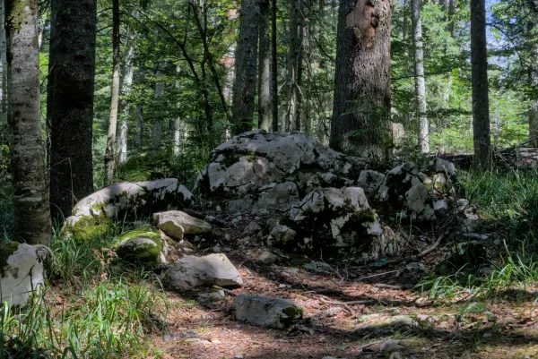 Baumbestand und moosbewachsene Felsen auf dem Banjska Stena Pfad, Serbien.