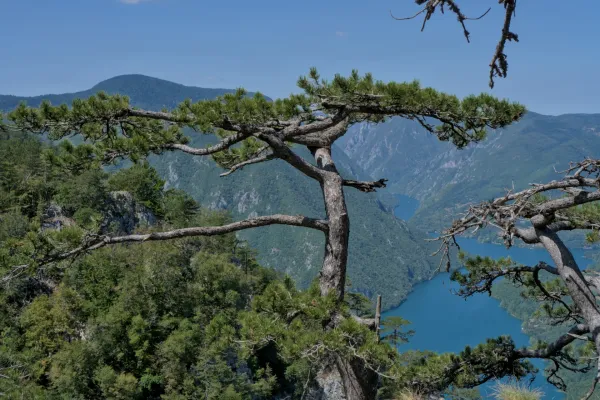 Vue depuis le point de vue de Banjska Stena sur le lac de Perućac, encadrée par des arbres, en Serbie.