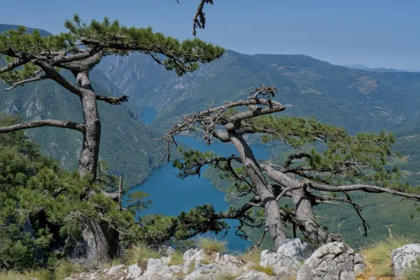 Vista maestosa del fiume Drina e del lago Perućac incorniciata da antichi pini, dalla cima di Banjska Stena.