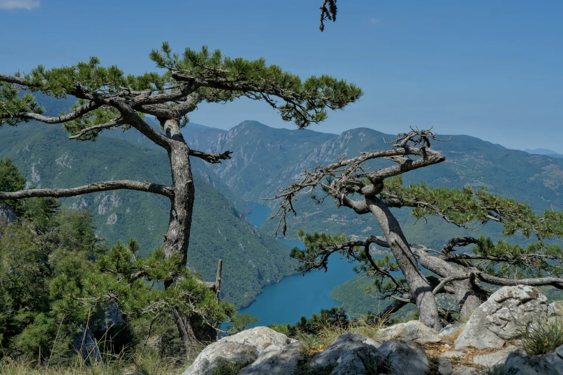 Panoramablick von Banjska Stena auf Perućac, umrahmt von Kiefern.