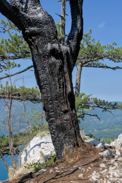 Fotografia artistica ravvicinata di un albero bruciato al belvedere di Banjska Stena, Parco Nazionale Tara, Serbia, con natura e cielo.
