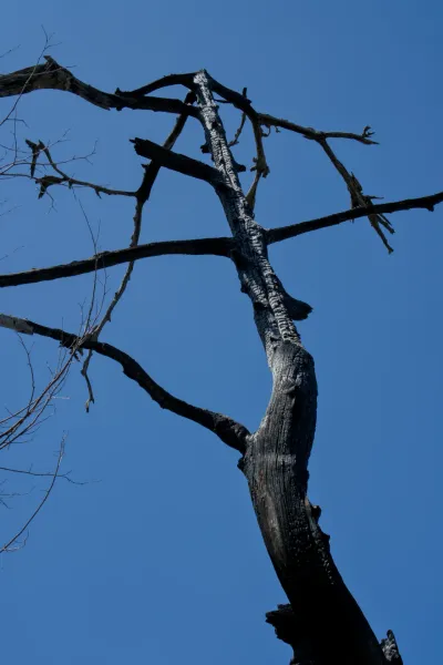I rami scuri e nodosi di un albero bruciato si protendono verso l'alto contro un vivido cielo blu, catturati dal punto panoramico di Banjska Stena.