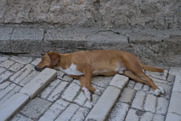 Un cane marrone dorme su antichi ciottoli di pietra a Mostar.
