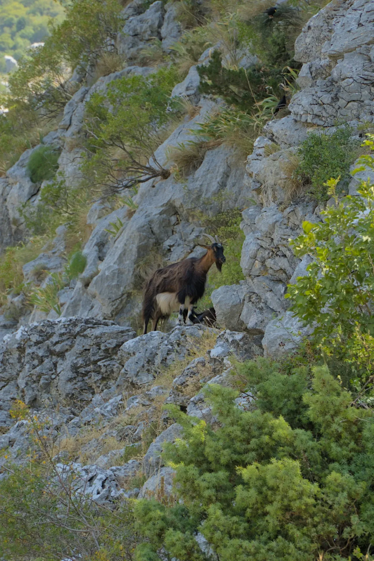 Cabra montés posada en un saliente rocoso con vistas a la Bahía de Kotor, Montenegro.