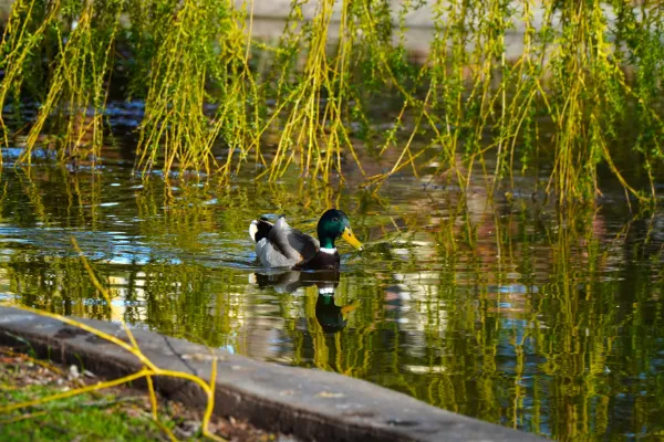 Eine Ente schwimmt in einem Teich im Donaustadtpark, umgeben von hängenden grünen Zweigen.