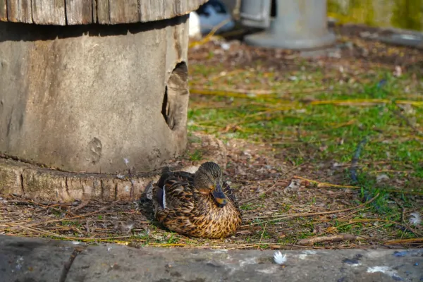 Un'anatra riposa vicino a una struttura simile a un tronco cavo nel Parco del Danubio, Novi Sad.