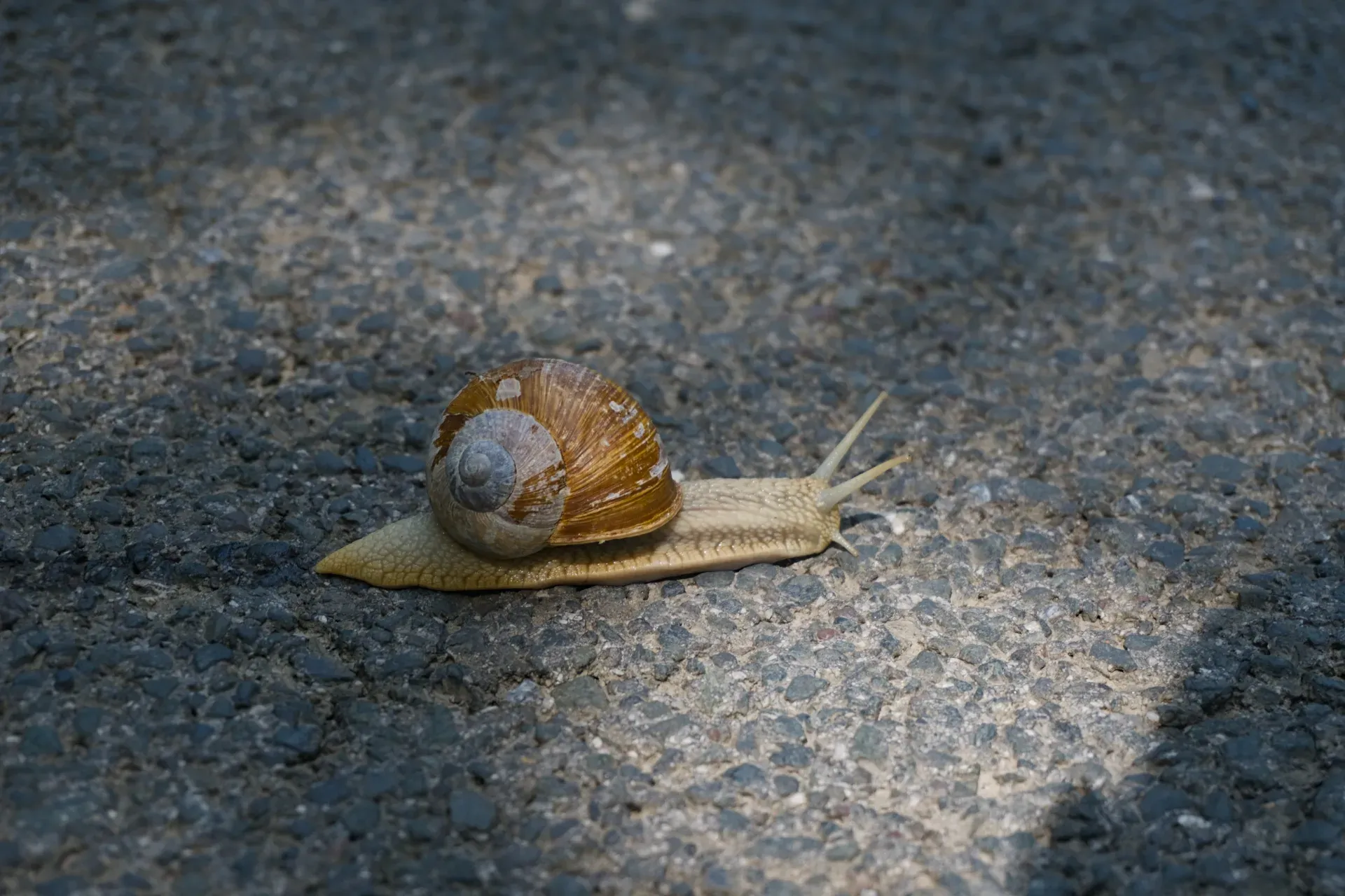 Eine Schnecke bewegt sich langsam über eine asphaltierte Straße in der Nähe von Predjama, Slowenien.