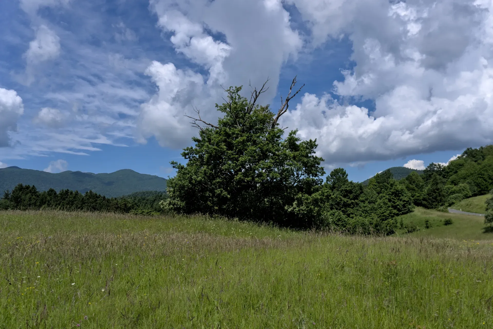 A lone tree in a field overlooks rolling hills under a dramatic sky, captured on the path between Postojna and Predjama.
