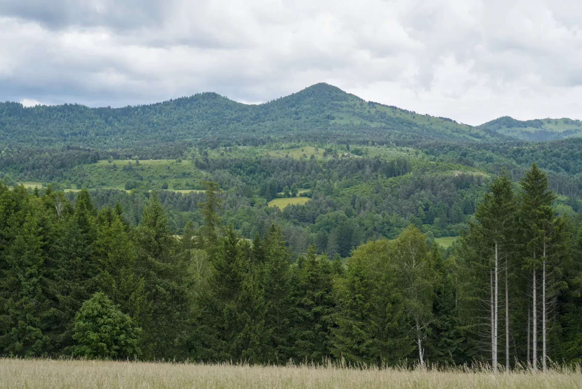 Breite Panoramaansicht der Dinarischen Alpen in Slowenien mit dichten Wäldern und sanften Hügeln unter einem bewölkten Himmel.