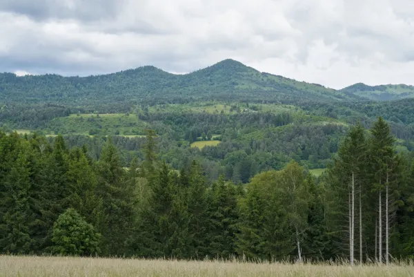 Ein weites Panorama der Dinarischen Alpen in Slowenien, mit dichten Wäldern und sanften Hügeln unter einem bewölkten Himmel.