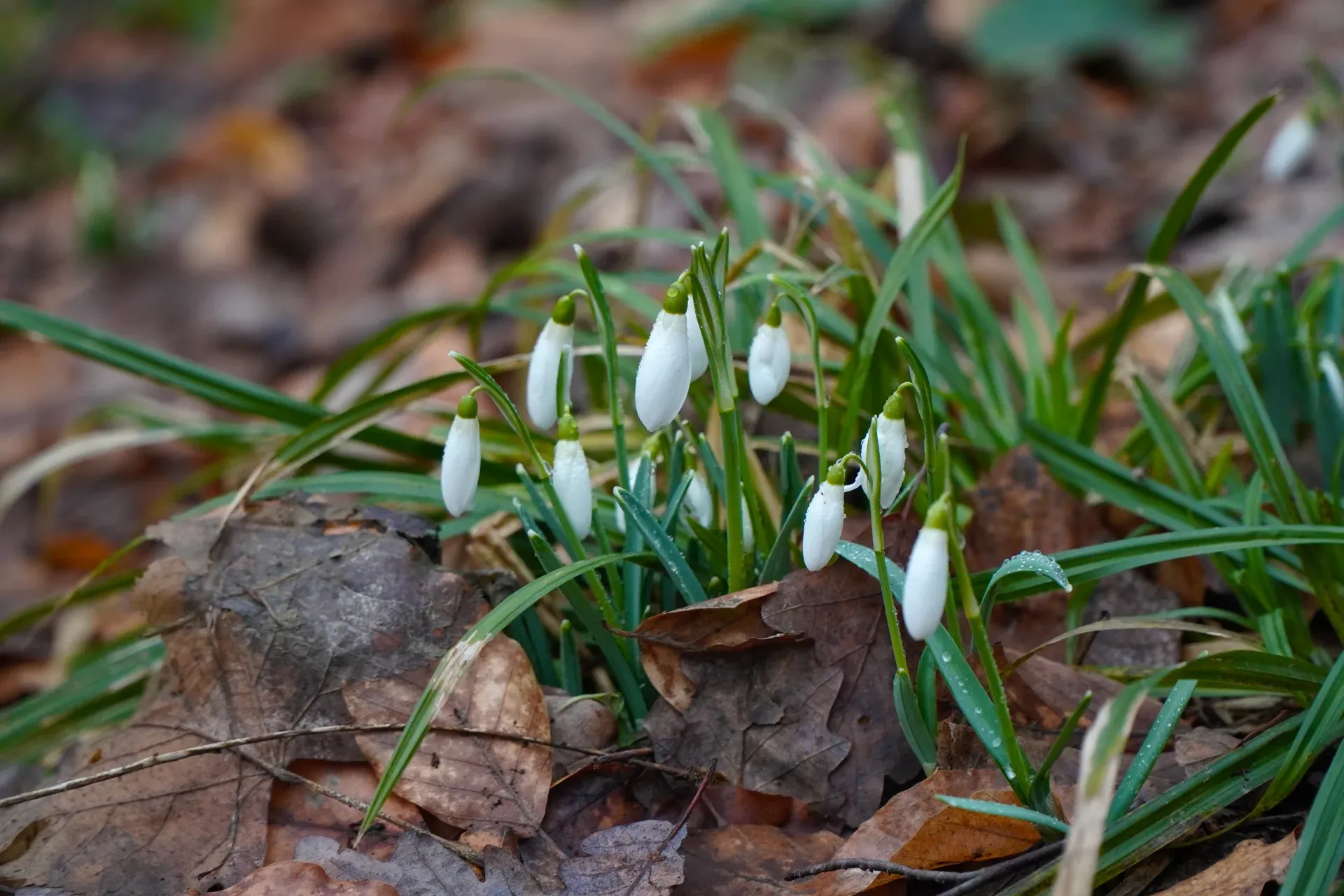 Primeras campanillas de invierno en Fruška Gora en enero, rodeadas de hojas caídas.