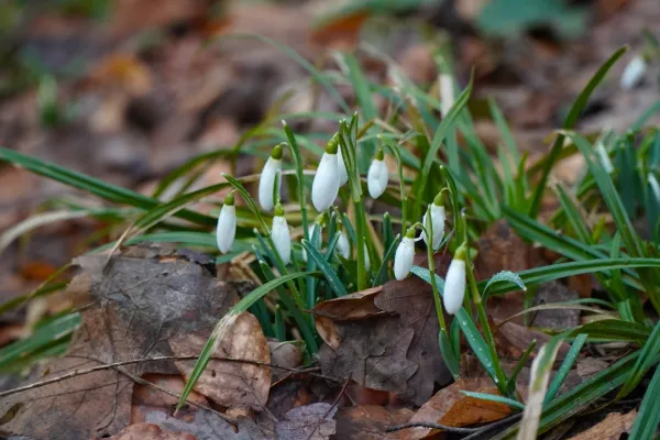 Erste Schneeglöckchen auf der Fruška Gora im Januar, umgeben von Herbstlaub.