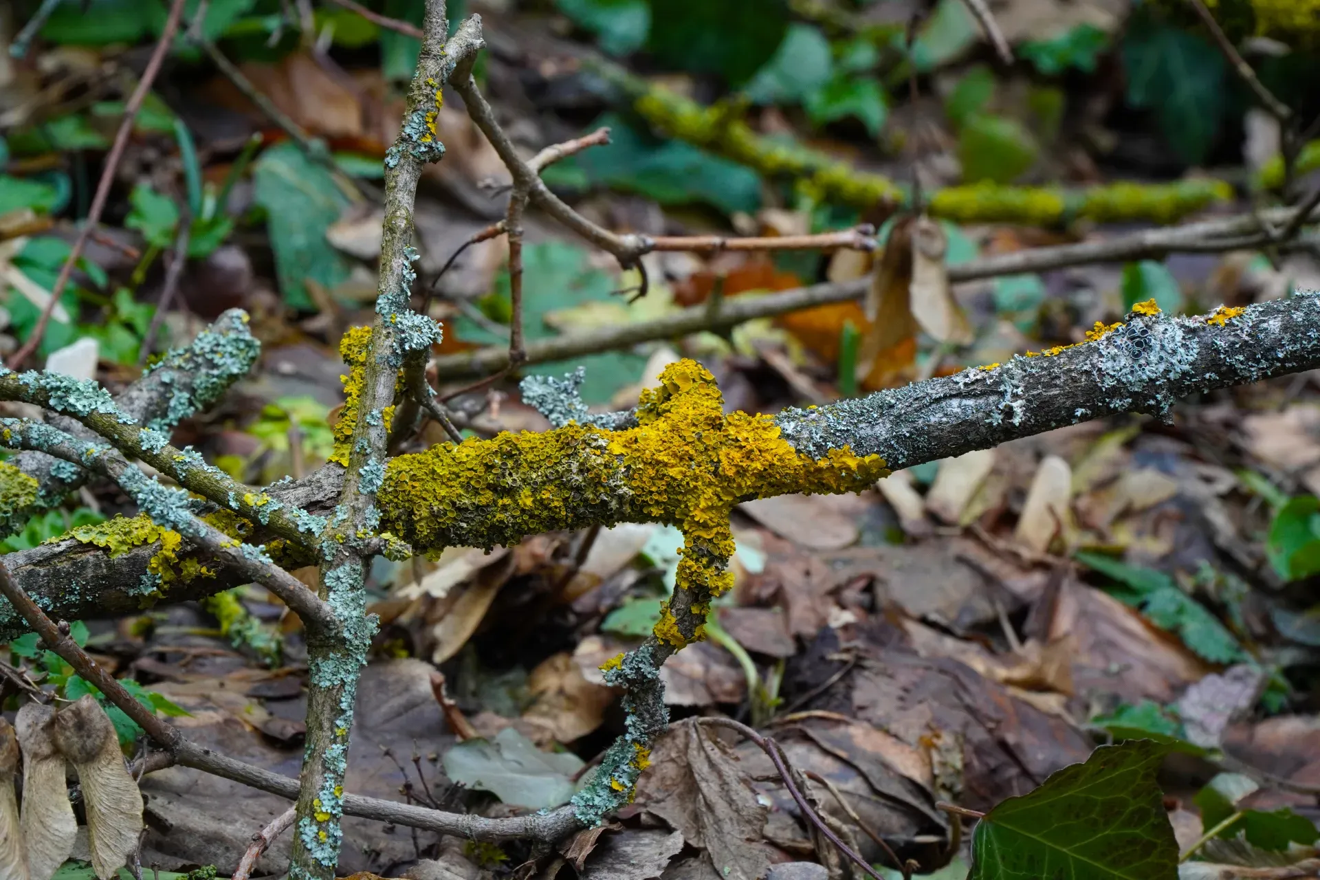 Gros plan de branches dans la forêt hivernale de Fruška Gora, ornées de lichens jaune vif et vert-gris qui brillent de lumière.