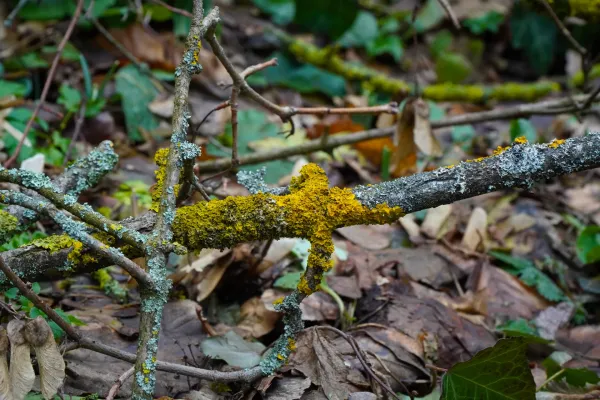 Nahaufnahme von Ästen im winterlichen Fruška Gora Wald, bedeckt mit gelbem und grau-grünem Flechten, die im Licht leuchten.