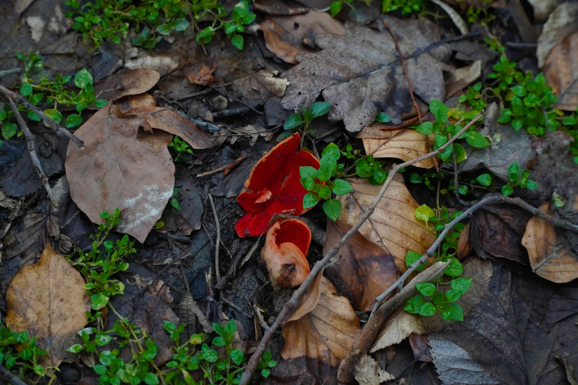 Un champignon d'un rouge éclatant avec de délicates pousses vertes émerge du sol forestier couvert de feuilles mortes à Fruška.