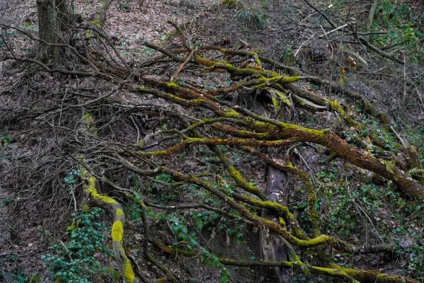 Kontraste eines winterlichen Waldes auf Fruska Gora mit moosbewachsenen Ästen.
