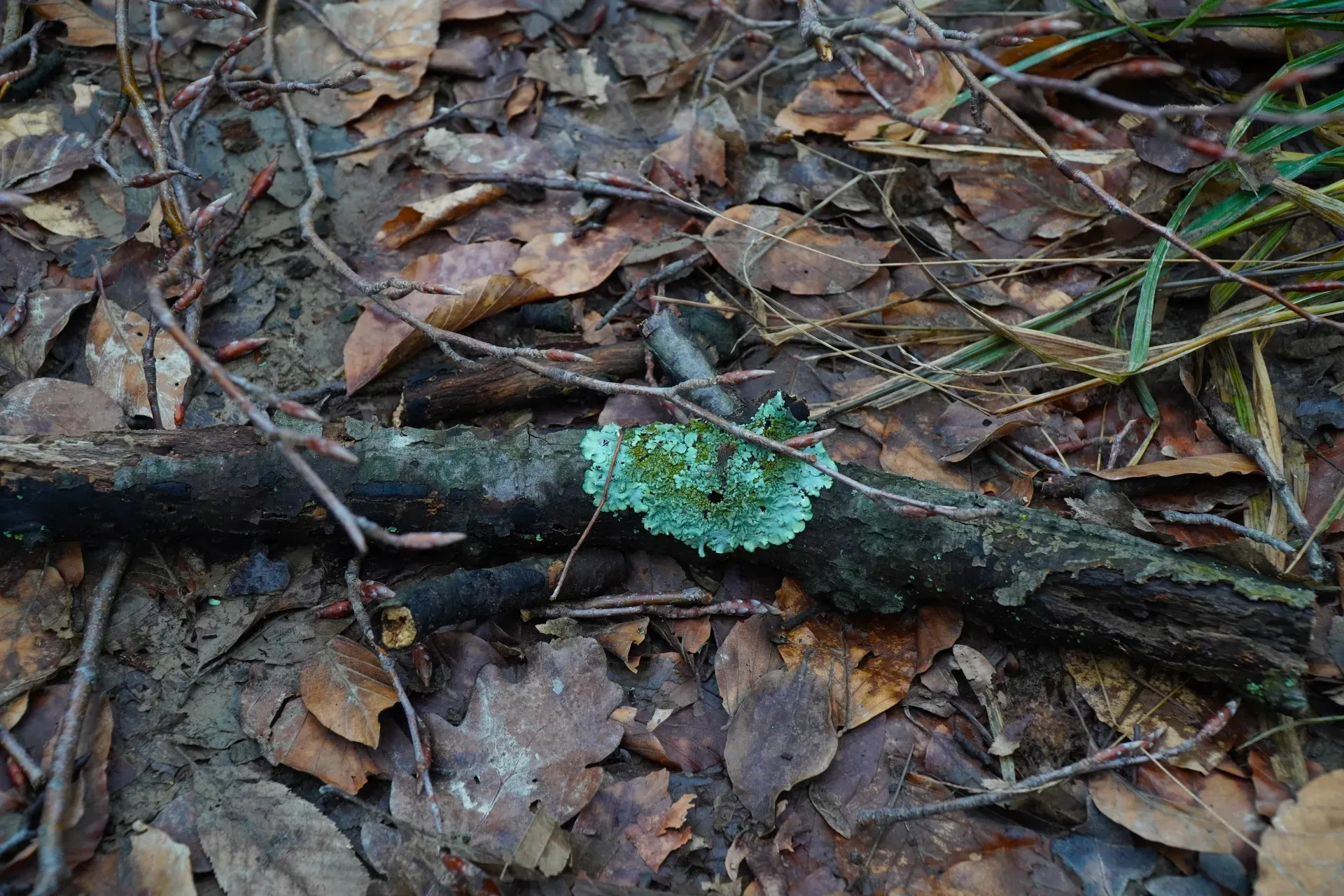 Un lichen d'un turquoise éclatant orne une branche sombre au milieu d'un sol forestier de feuilles et de brindilles brunes.