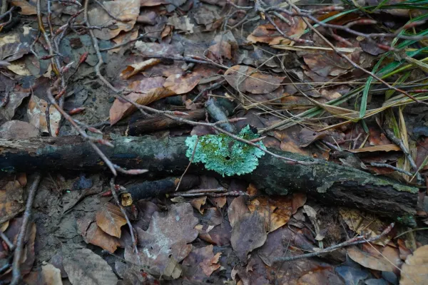 Türkisfarbene Flechte auf einem Ast im winterlichen Wald mit braunen Blättern und Zweigen im Vordergrund.