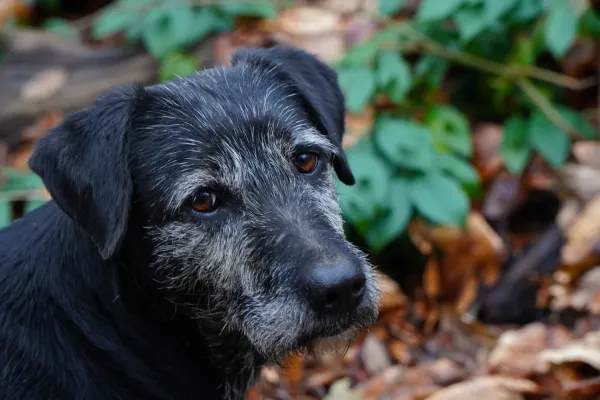 Porträt eines älteren Hundes mit grauem Schnauzbart und treuen braunen Augen, "Freund des Menschen" auf Fruska Gora.