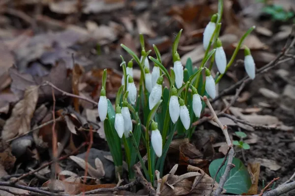 Frühe Schneeglöckchen, die auf dem Fruska Gora im späten Januar aufkeimen, umgeben von trockenem Laub.