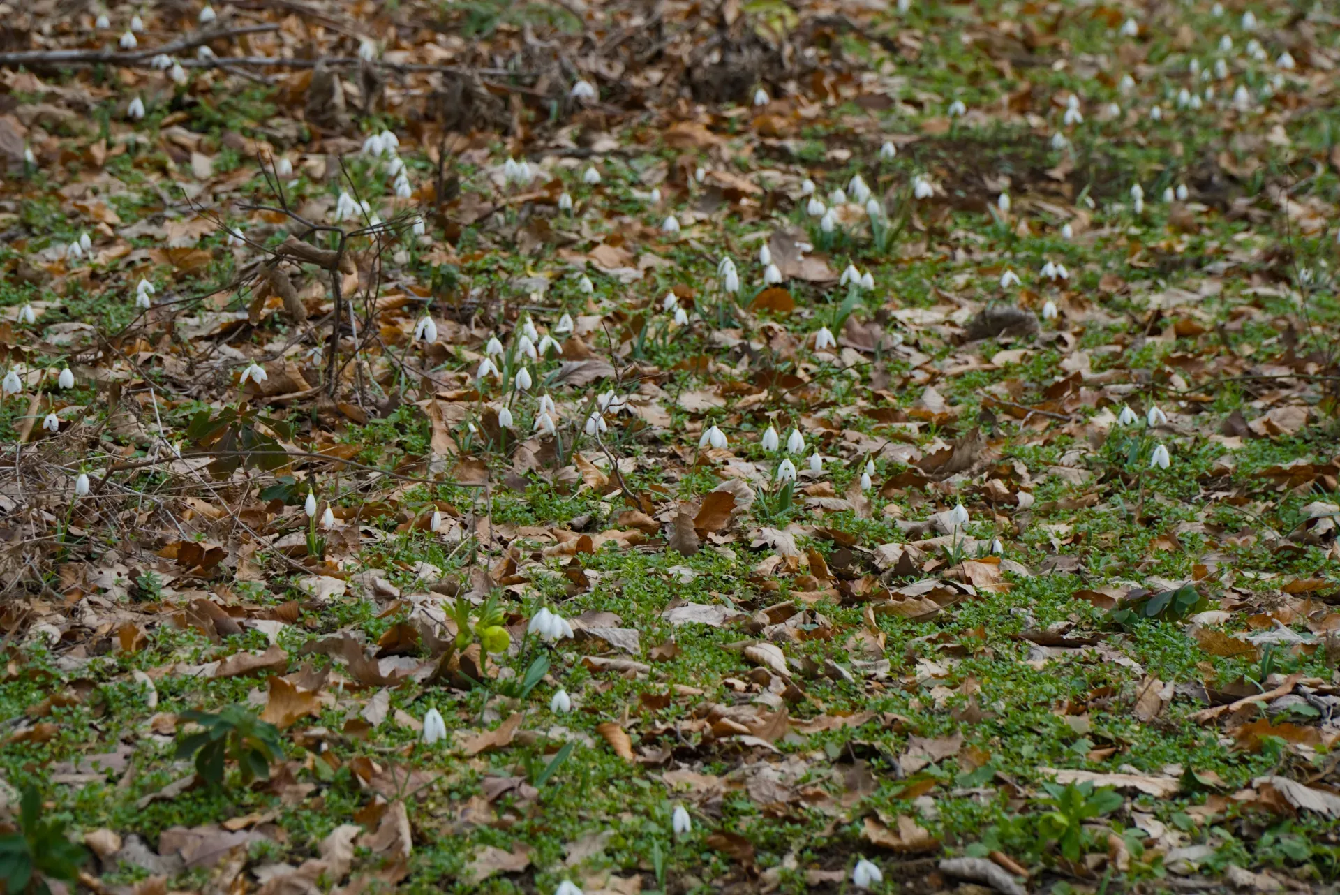 Prato di bucaneve a Fruska Gora, Serbia, a febbraio, con fiori bianchi su foglie cadute.