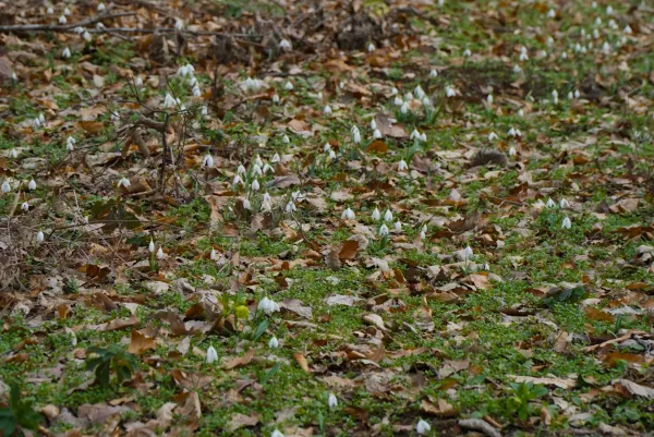 Schneeglöckchen-Lichtung in Fruska Gora, Serbien, im Februar mit weißen Blüten auf gefallenen Blättern.