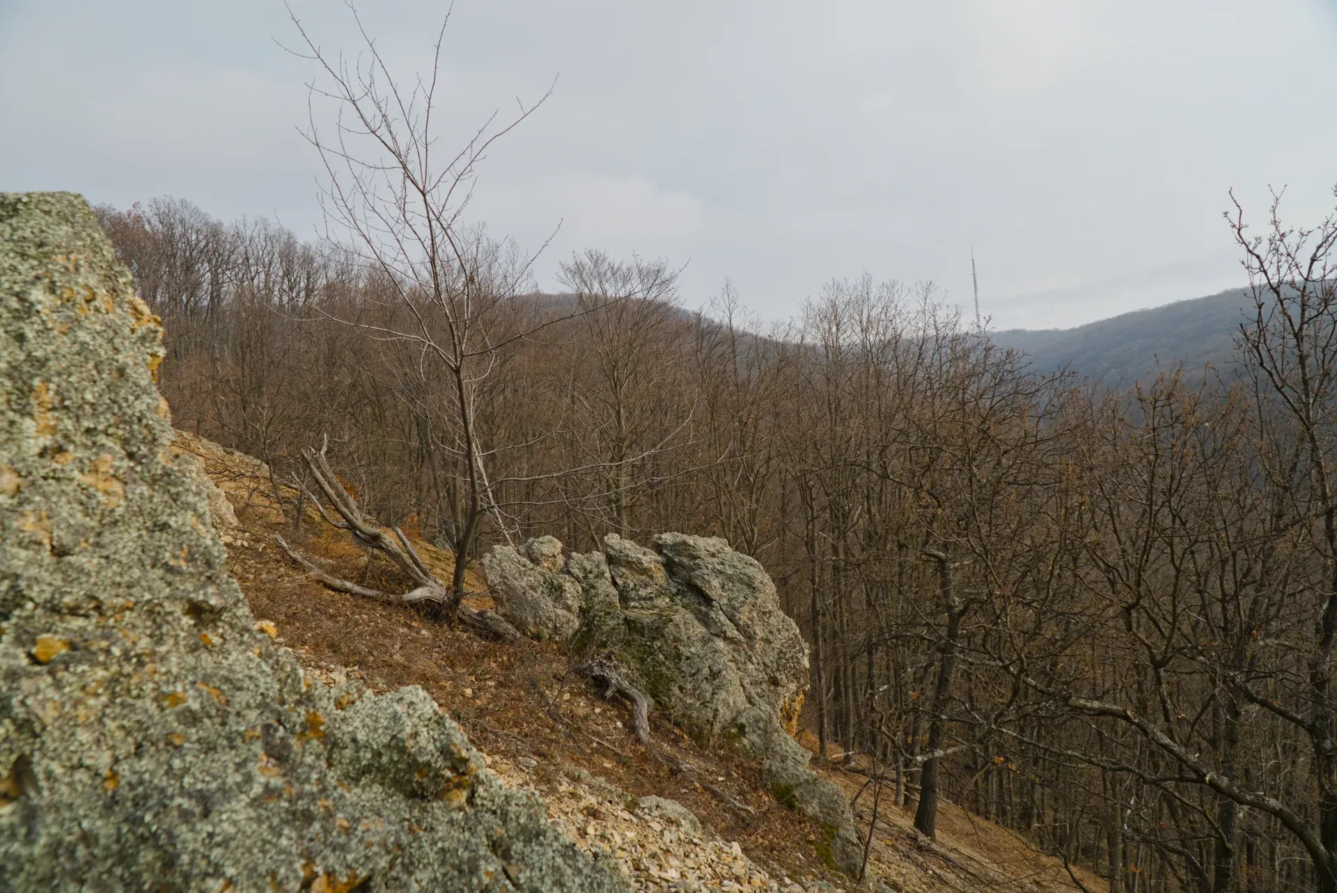 Winterlicher Wald mit kahlen Bäumen und felsigem Untergrund auf den Orlovim Stijene in Fruska Gora, Serbien.