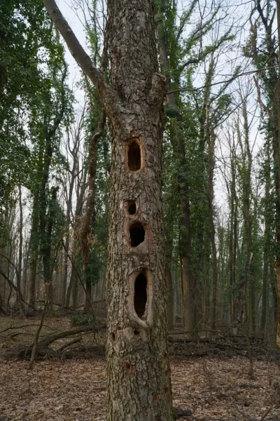 Un árbol carcomido con varios agujeros en la corteza, ubicado dentro de un paisaje forestal en Fruška Gora.
