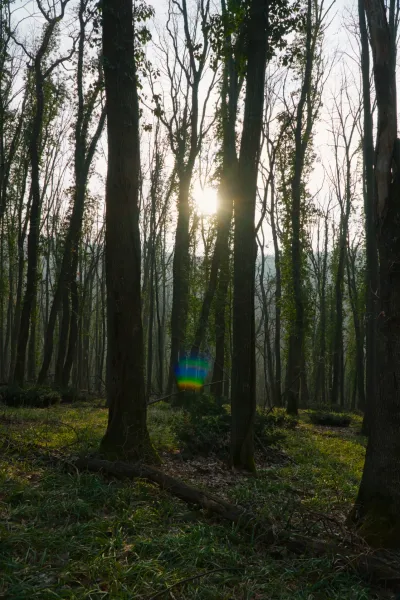 Vor dem Sonnenuntergang bricht das Licht durch die Bäume des Fruska-Waldes bei Novi Sad.