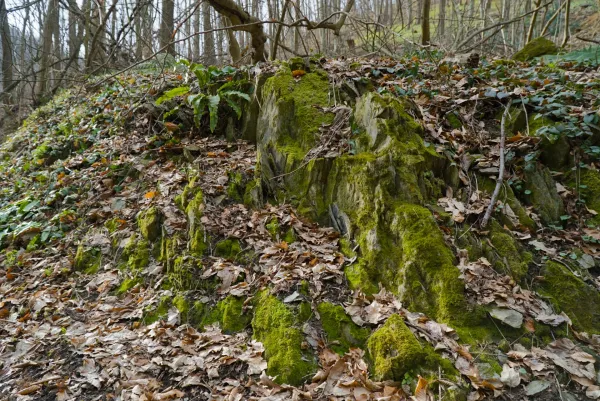 Mit leuchtend grünem Moos bedeckte Steine im Wald auf Fruška Gora, Serbien.