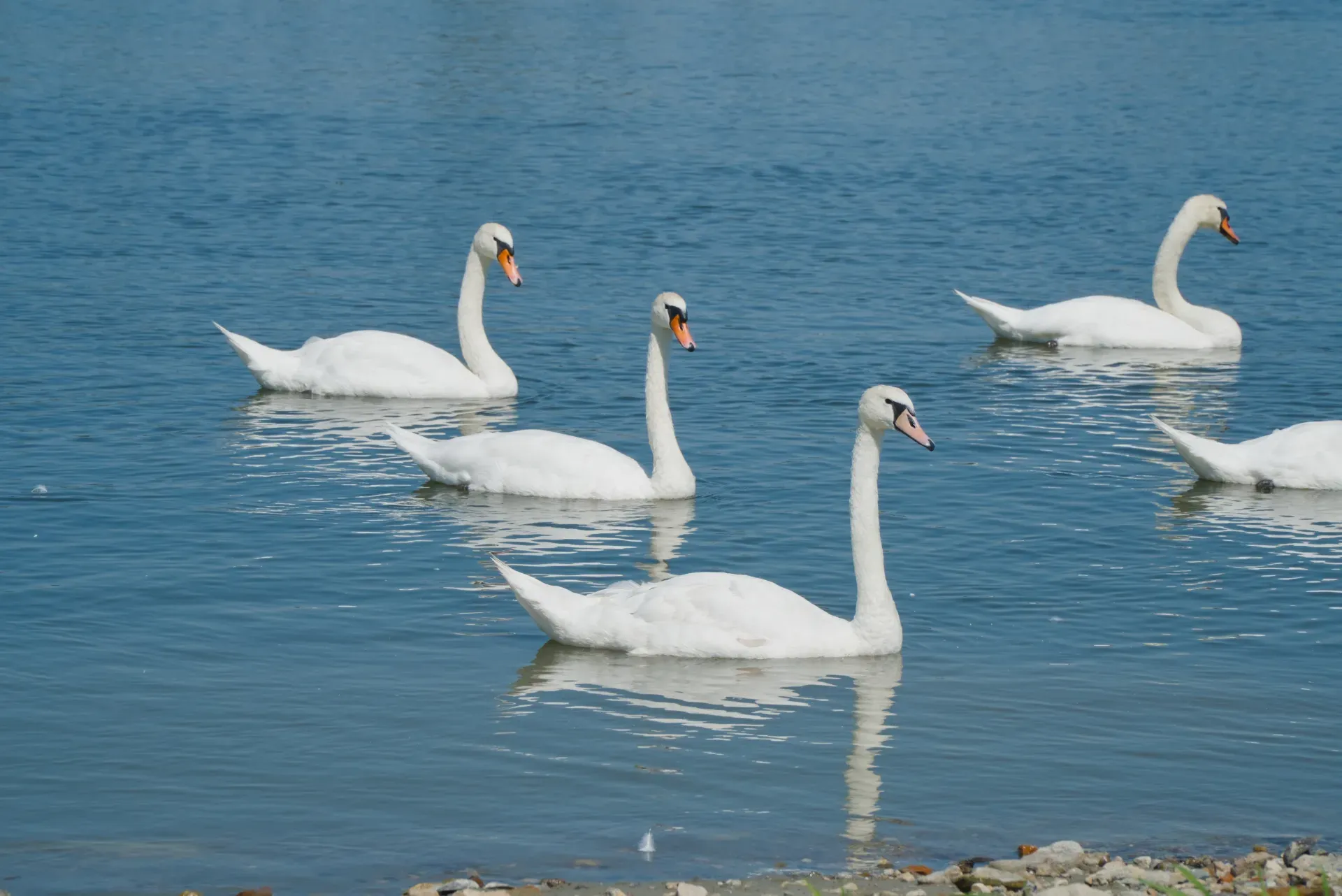 Un gruppo di cigni bianchi nuota nelle acque blu del Danubio a Banoštor.