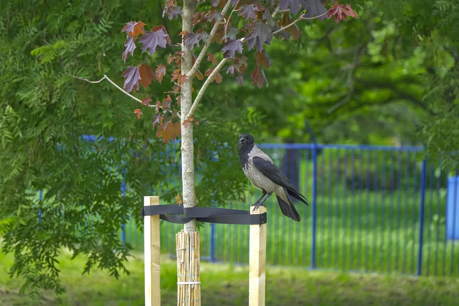 Un corbeau gracieux est assis sur le support en bois d'un jeune arbre sur les Quais du Danube, près du Strand à Novi Sad, avec de la verdure en arrière-plan.