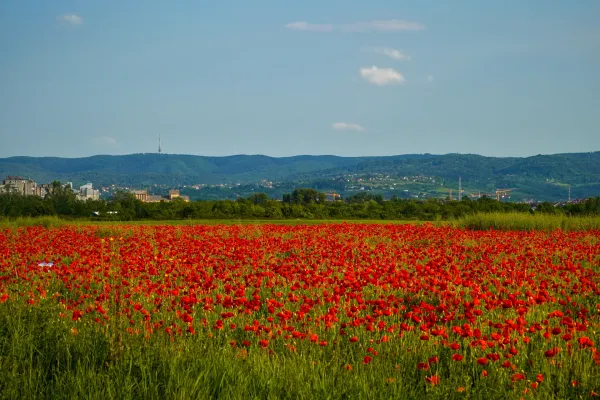 Campo di papaveri con montagne Fruska e torre della TV, paesaggio serbo.