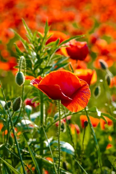 Close-up of a bright red poppy against a field of other poppies and green grass in Serbia.