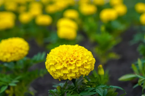 Gros plan de soucis jaunes en fleur sur un fond vert flou à Novi Sad.