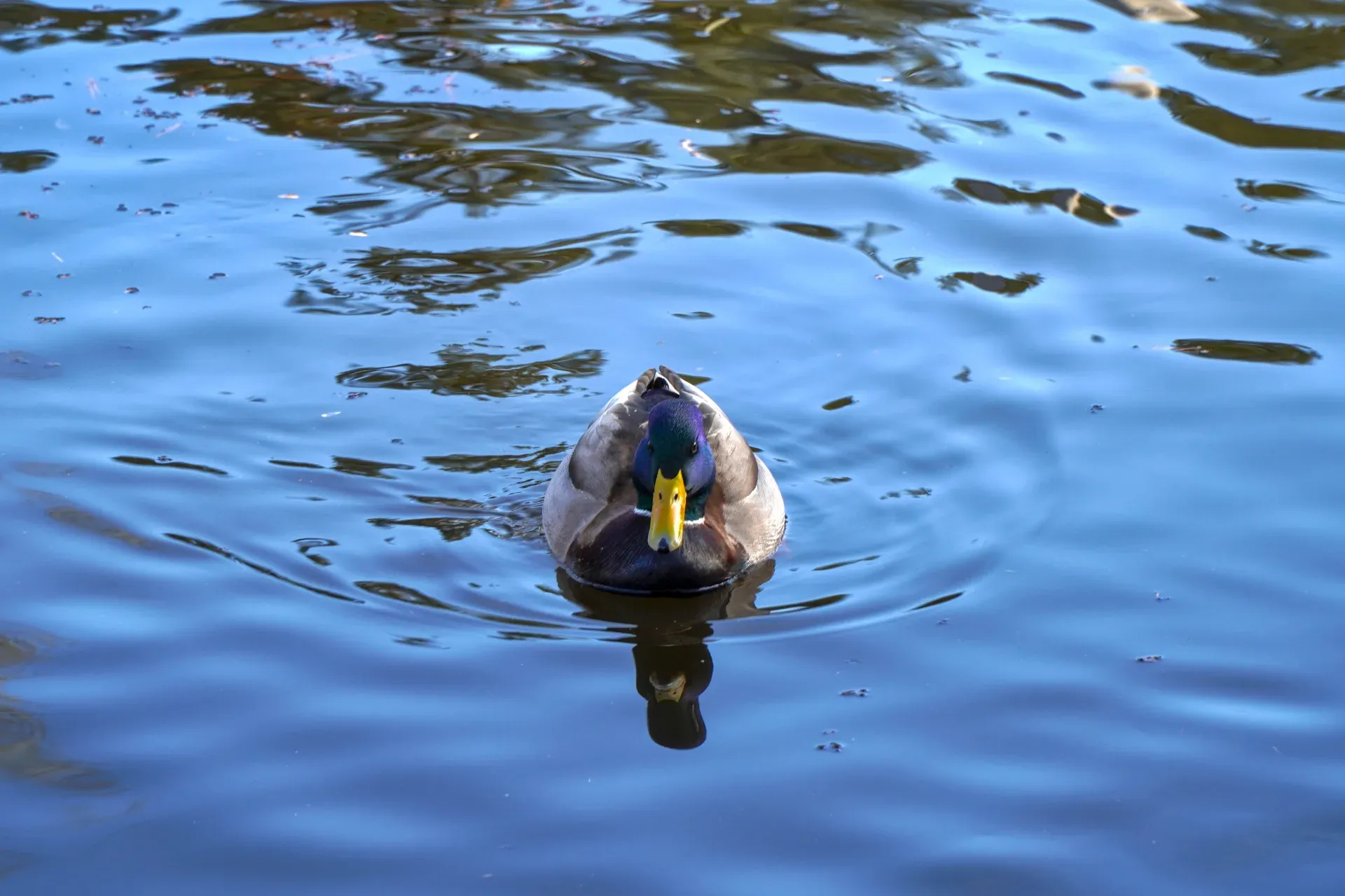 Un pato nada en el agua tranquila de un estanque en el Parque del Danubio, Novi Sad, Serbia.