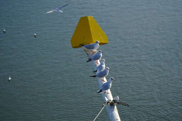 Eine Gruppe von Möwen sitzt auf dem Mast der Warderbrücke in Novi Sad, vor blauem Wasser.