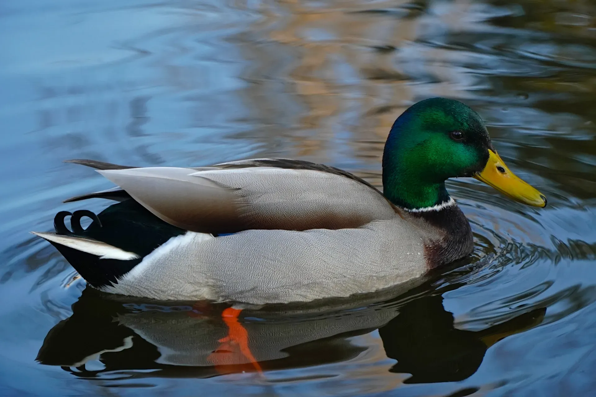 Anatra nel parco del Danubio, Novi Sad, Serbia.
