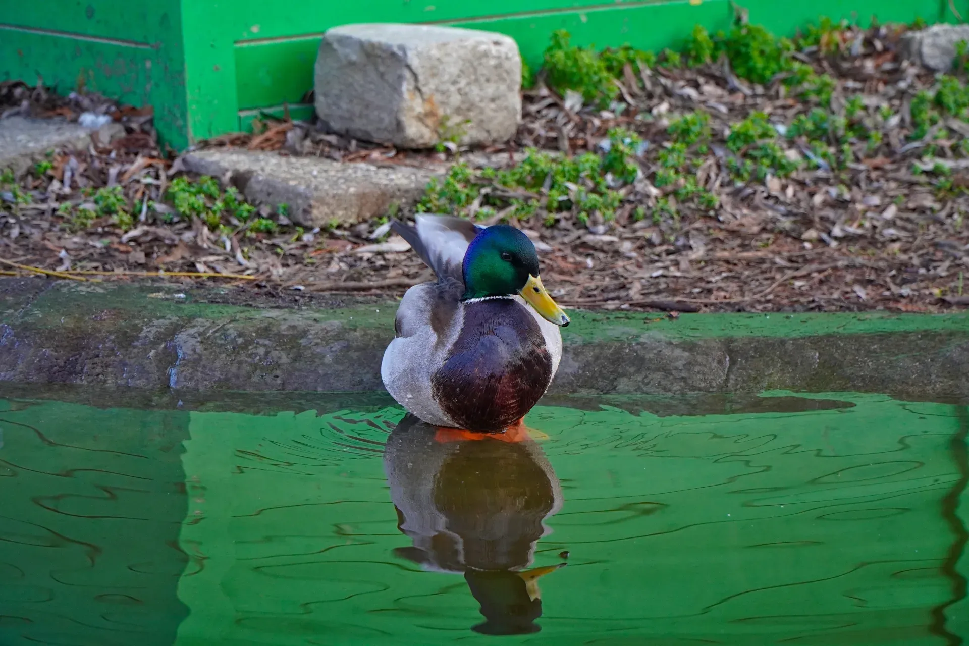 Canard dans l'étang du Parc du Danube, se reflétant dans l'eau, avec des teintes vertes et brunes.