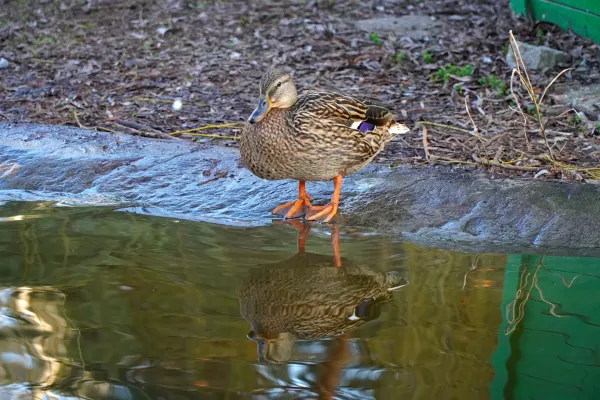 Un'anatra nel Parco del Danubio si trova sul bordo dell'acqua con il suo riflesso visibile.